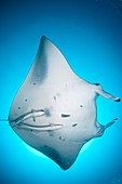 Manta ray in open ocean