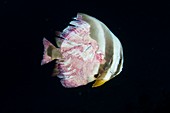 Injured longfin spadefish