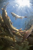 A large school of Mahseer fish