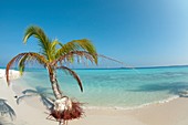 A palm tree being slowly washed away