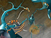 Prions in brain disease,illustration