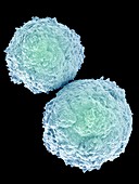 T-lymphocytes,illustration