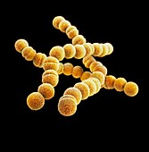 Streptococcus pyogenes bacteria,3D image