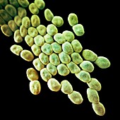 Drug-resistant Acinetobacter bacteria