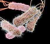 Drug-resistant Salmonella bacteria
