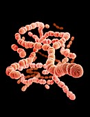 Drug-resistant Streptococcus bacteria