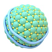 Lipoprotein,illustration