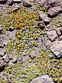 Adesmia sp,Atacama Desert,Chile