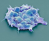 Pluripotent stem cells,SEM