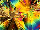 Light micrograph of citric acid crystals