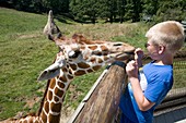 Boy feeding giraffe