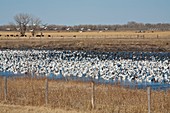 Snow geese flock