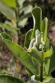 Monarch butterfly caterpillar on milkweed