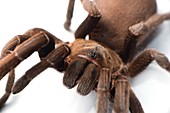 Eastern tarantula,spider venom research