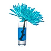 Blue-dyed chrysanthemum flower in water
