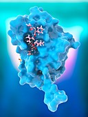Hepatitis C proteins and drug complex