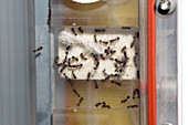 International Space Station ant research