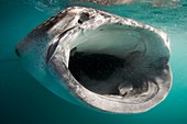 Whale shark feeding