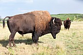 Bison on reclaimed tar sands mine