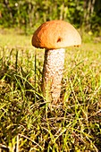 Boletus fungi growing on a lawn