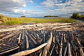 Trees on the shores of Lake Athabasca