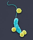 Lymphocytes and protozoa