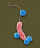 Lymphocytes and protozoa