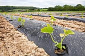 Courgettes growing at Washingpool farm