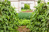 Vegetables growing in polytunnels