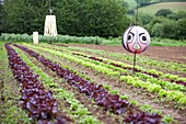 Salad crops growing at Washingpool farm