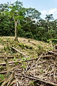 Deforestation in the Ecuadorian Amazon