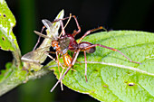 Spider feeding on a flying ant,Ecuador