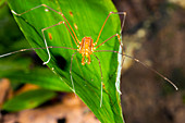 Tropical harvestman on a leaf