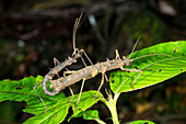 Spiny Stick Insects mating