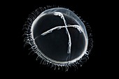 Cuspidella,hydrozoa