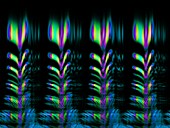 Chipping sparrow song,wavelet graph