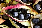 Seeds of Paeonia ludlowii