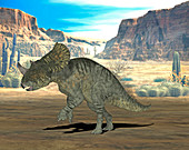 Brachyceratops dinosaur,illustration