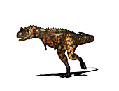 Carnotaurus dinosaur,illustration