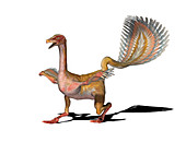 Caudipteryx dinosaur,illustration
