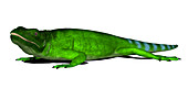 Chuckwalla lizard,illustration