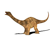 Diplodocus dinosaur,illustration