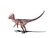 Pachysaurus dinosaur,illustration