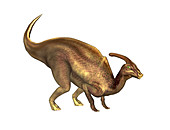 Parasaurolophus dinosaur,illustration