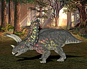 Pentaceratops dinosaur,illustration