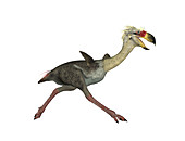 Phorusrhacos prehistoric bird