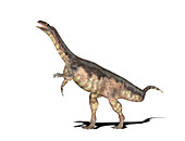 Plateosaurus dinosaur,illustration