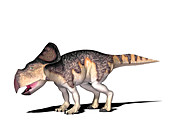 Protoceratops dinosaur,illustration