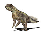 Psittacosaurus dinosaur,illustration