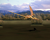 Quetzalcoatlus pterosaur,illustration